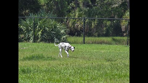 Luna The Dalmatian