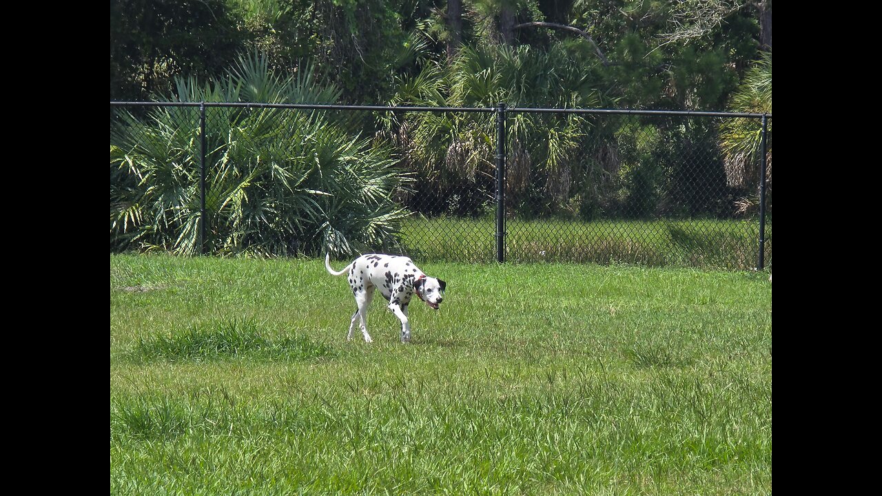 Luna The Dalmatian