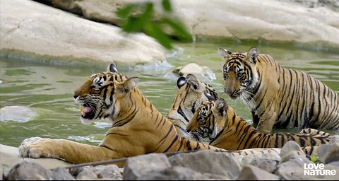 Hungry Tiger Mom Rana Must Teach Cubs to Hunt | Love Nature