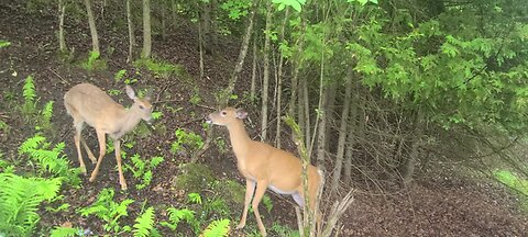 Pregnant deer is territorial