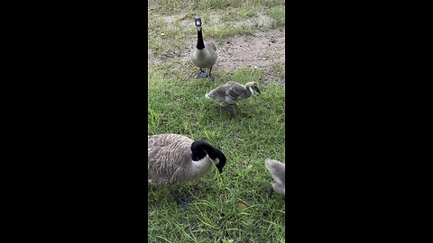 Geese.