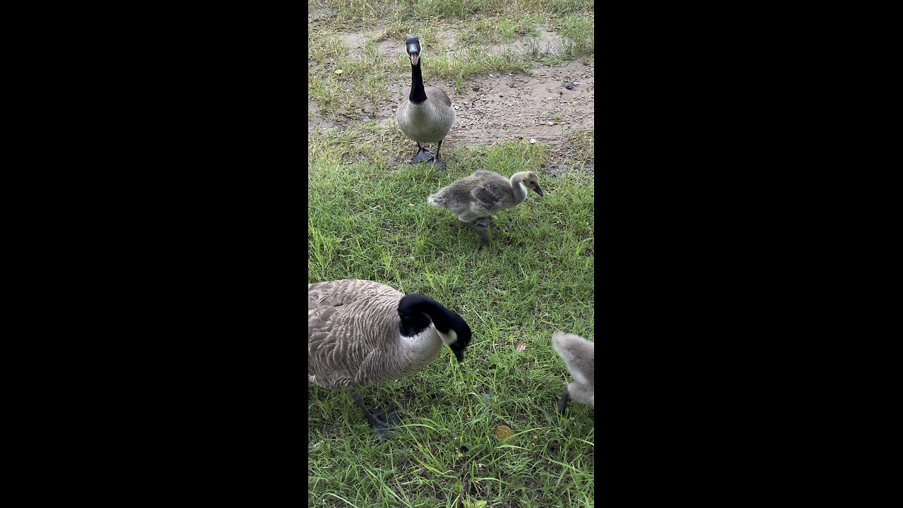 Geese.