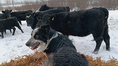 Collie helping keep back the cows