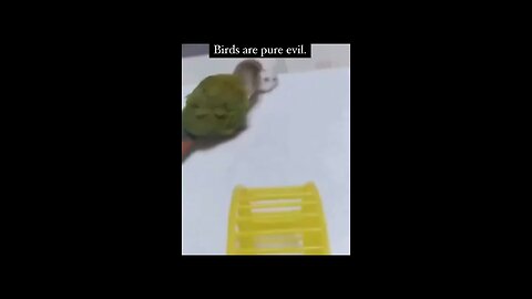 This bird is pure evil. Watch what he does