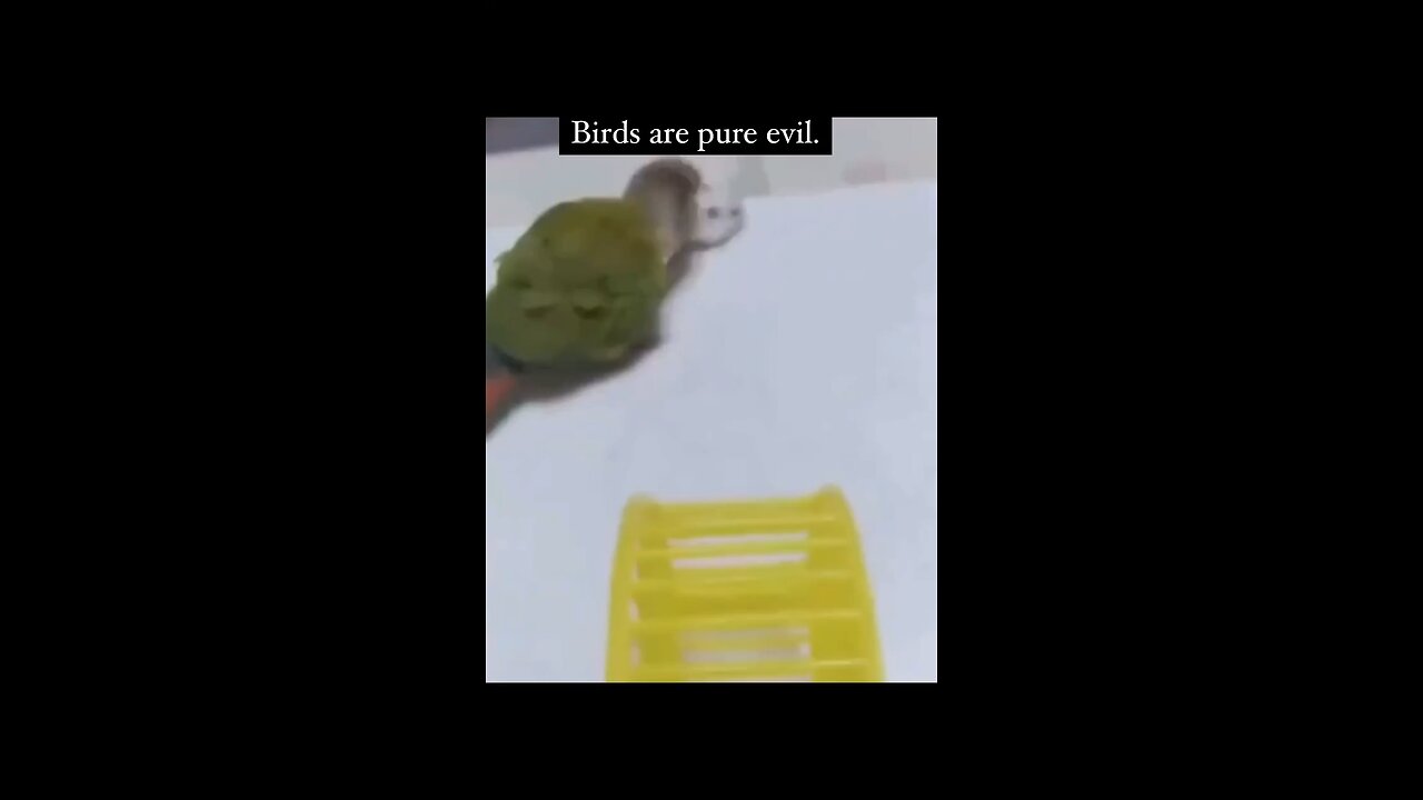 This bird is pure evil. Watch what he does