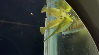 Yellow Fish