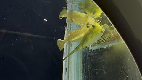 Yellow Fish