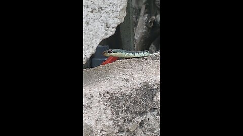 Close-Up Snake Encounter 🐍 | Must Watch Wild Nature Moment!"