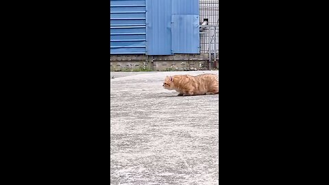 so funny little cat