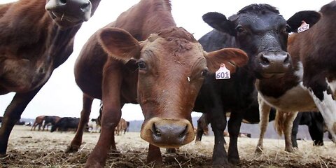Colorado Deploys New Wildfire-Prevention Tool Cows