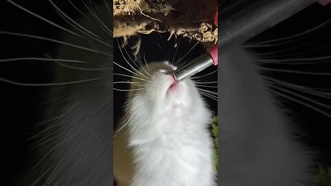 Listening to the sound of a little rabbit drinking water is so healing Cute Pet Debut Plan Rabbi