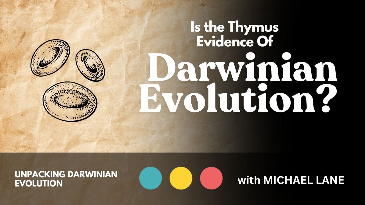 Is the Thymus Evidence of Darwinian Evolution?