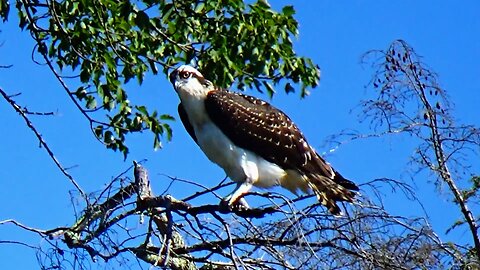 Osprey