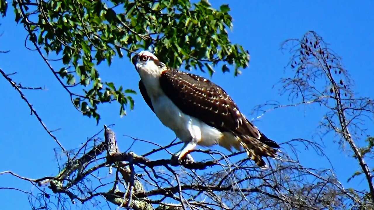 Osprey