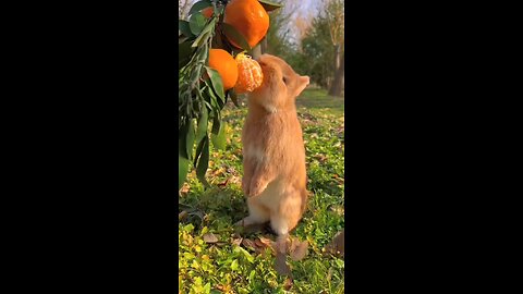 Bunny Eating Fruit