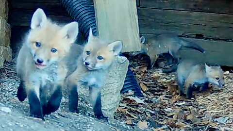 Baby Foxes Running Around
