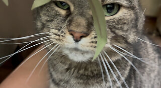 July 26, 2025 - Belle Bells The Cat Gets Some Saturday Morning Love