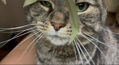 July 26, 2025 - Belle Bells The Cat Gets Some Saturday Morning Love