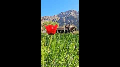 lovely nature