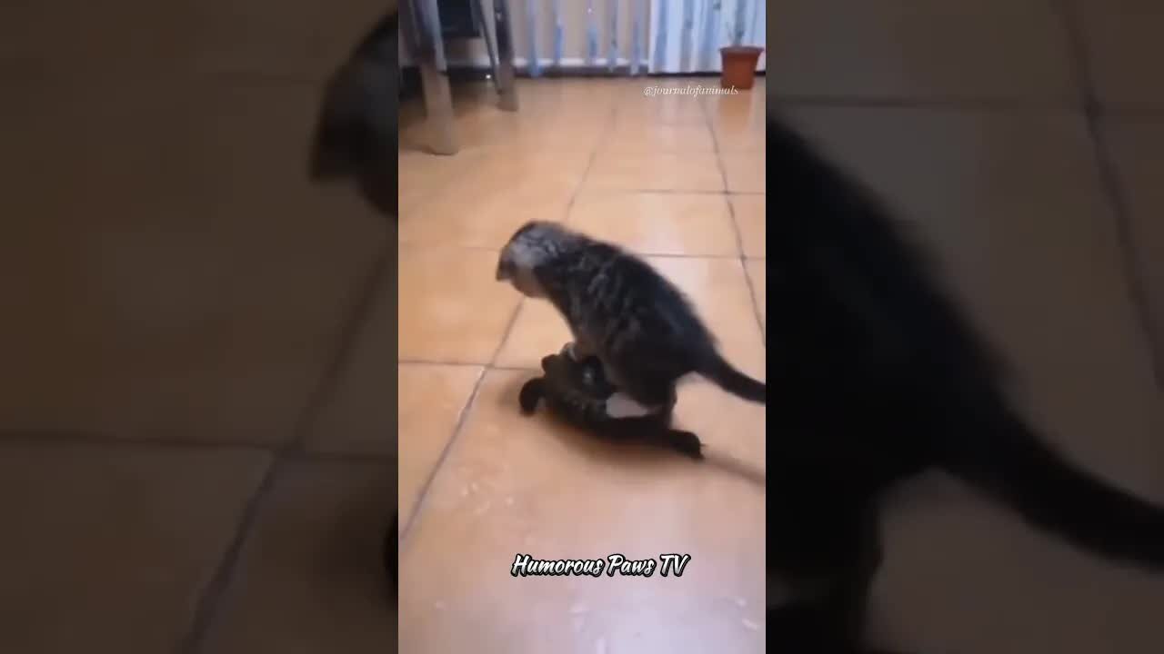 funny and cute animals