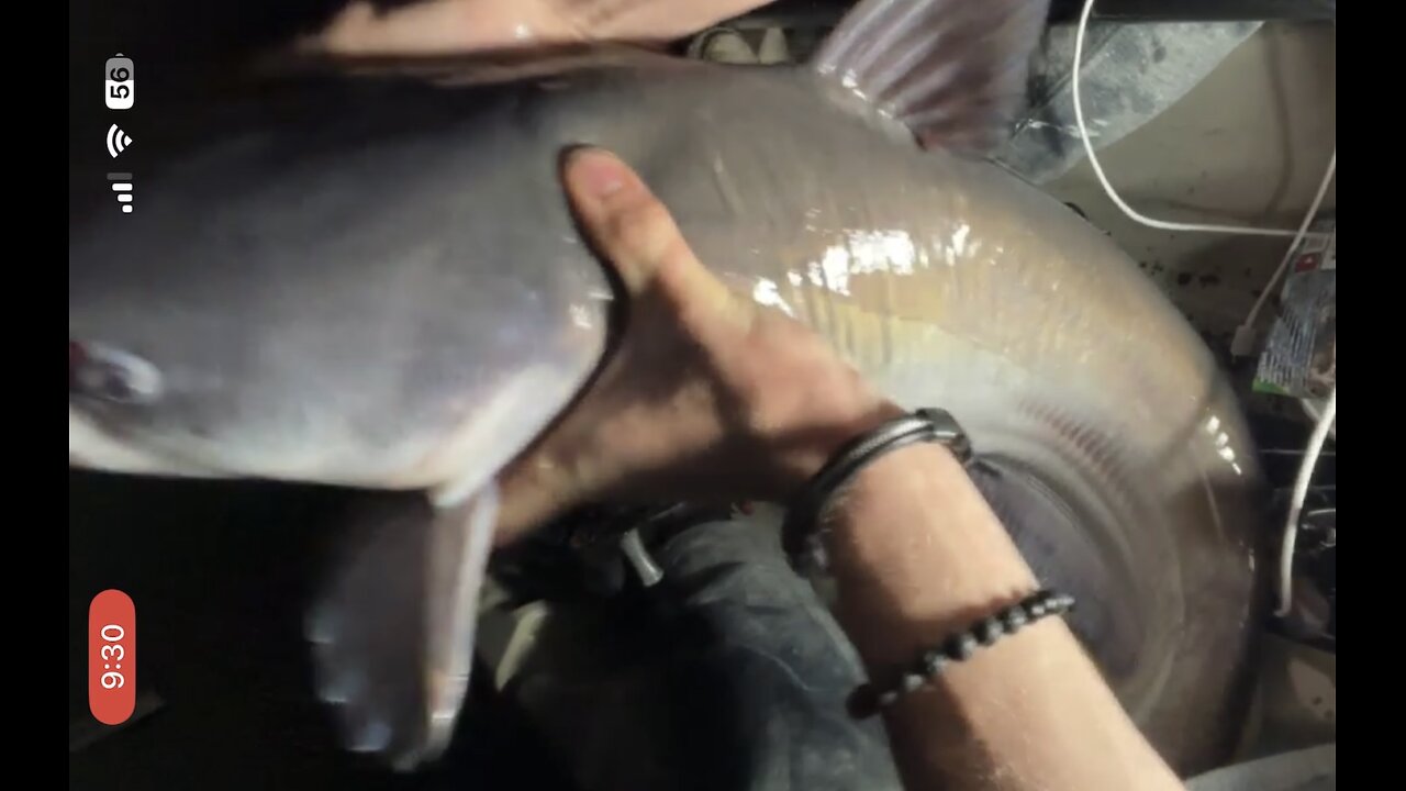 Monster Catfish Caught During Pokemon Whatnot Giveaway!