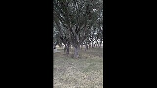 WALKING TEXAS USA