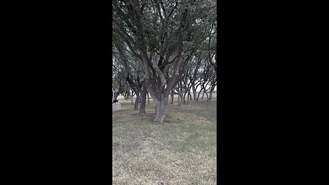 WALKING TEXAS USA