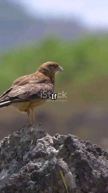 Birds Have a Secret Superpower! 🦅💫🔍