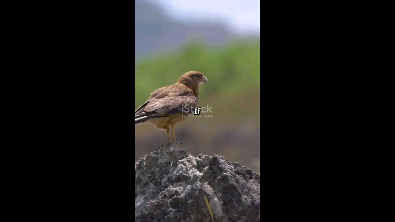 Birds Have a Secret Superpower! 🦅💫🔍