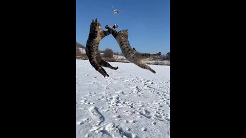 Crazy cat fight #cat