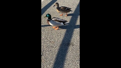 Mallard Ducks 🦆 #mallardducks #shorts #viral #trending #ducks #duck #mallardduck