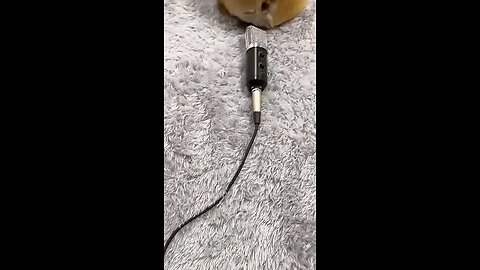 puppy fart