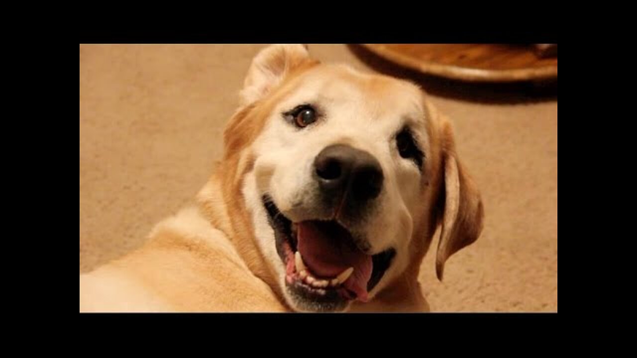 Bruno Being Bruno (Andrew Blaze - Randy Stair)
