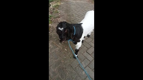 JALAN JALAN BERSAMA KAMBING PE INDONESIA, KAMBING ANAKAN YANG LUCU