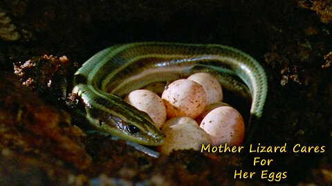 Mother Lizard Cares For Her Eggs