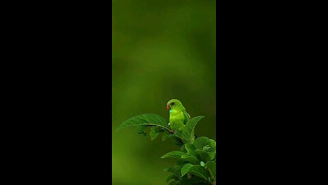 Beautiful nature 0.4