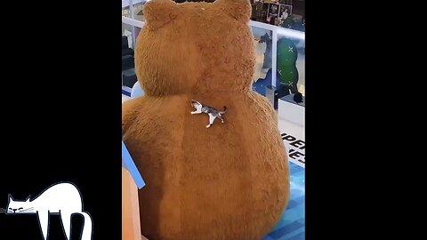 Mall🏪Cat😻On🧸Top👀😜🤣😎