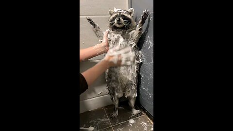 Bathing Cat
