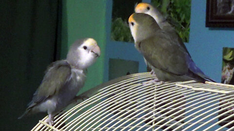 IECV PBV #131 - 👀 Daisy And Pearl Out Flying Around Kiwi Stays On His Cage 🐤2-18-2021