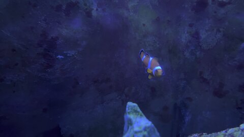 Clown fish in 4k part 2