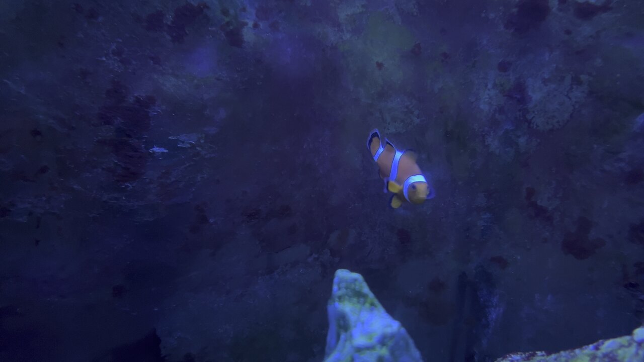 Clown fish in 4k part 2