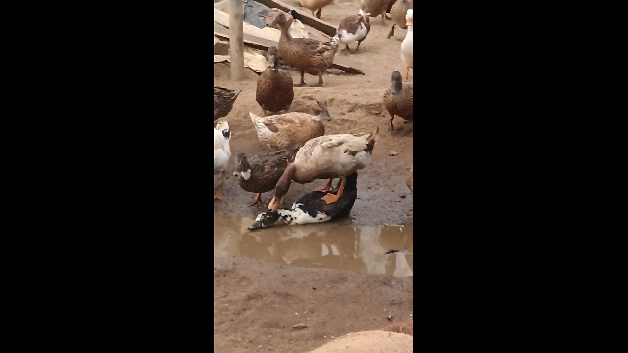 duck Mating