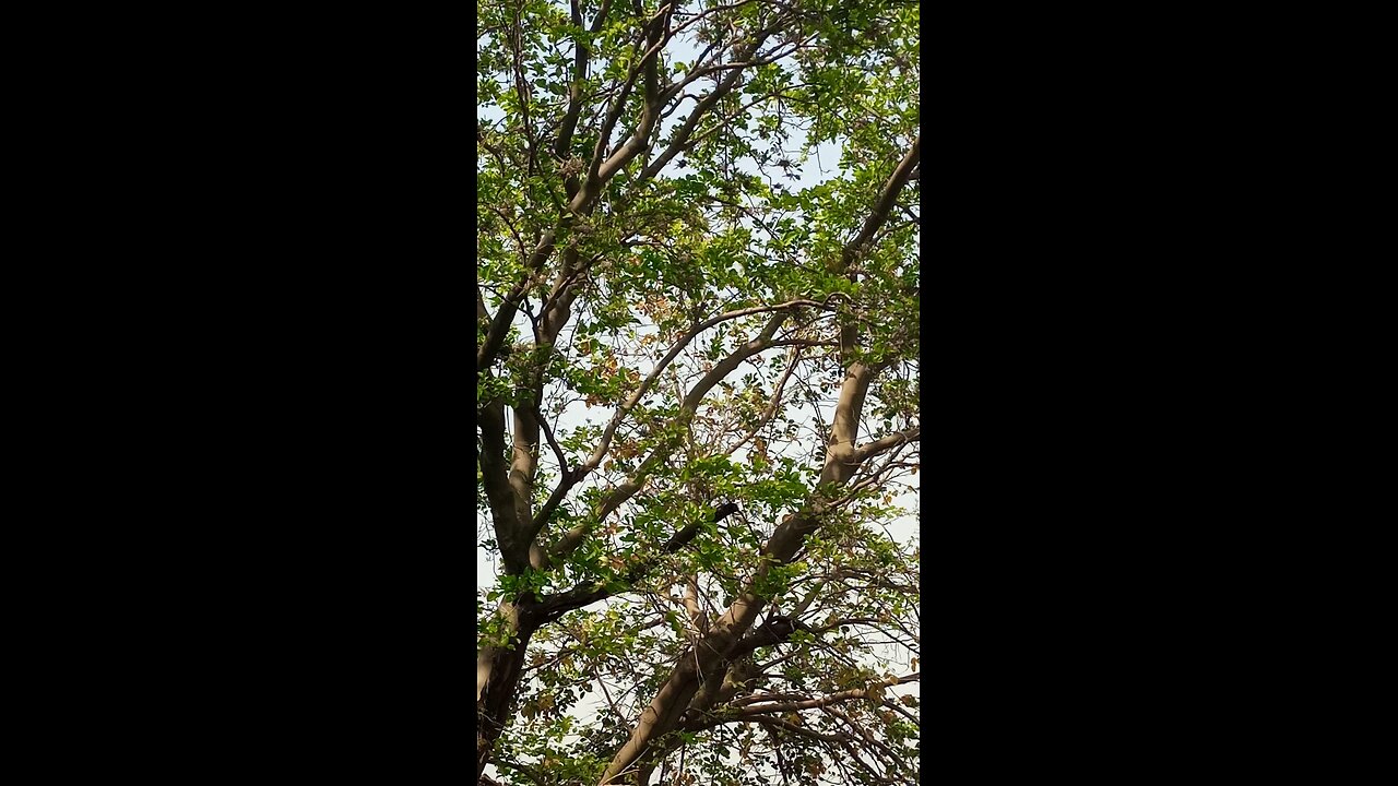treet gran