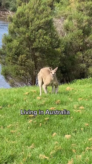 Kangaroo