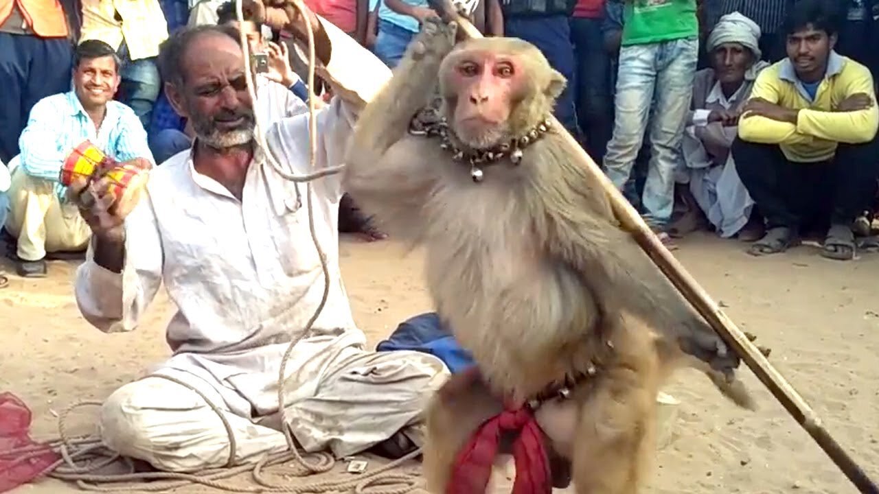 Monkey show, dancing monkeys - funny monkeys