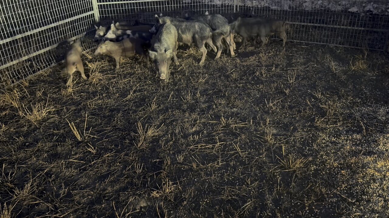 Trying to save the quail habitat from the wild hogs!!