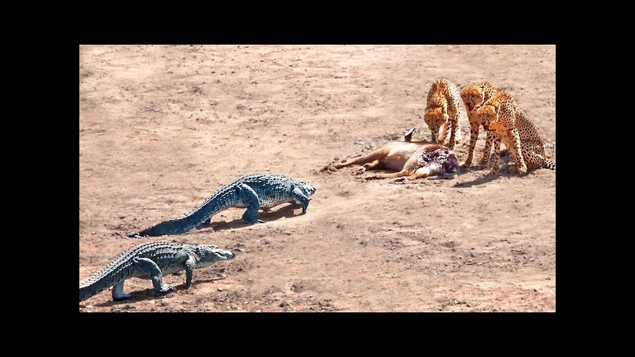 2 Crocodiles Chase 3 Cheetahs off Buck
