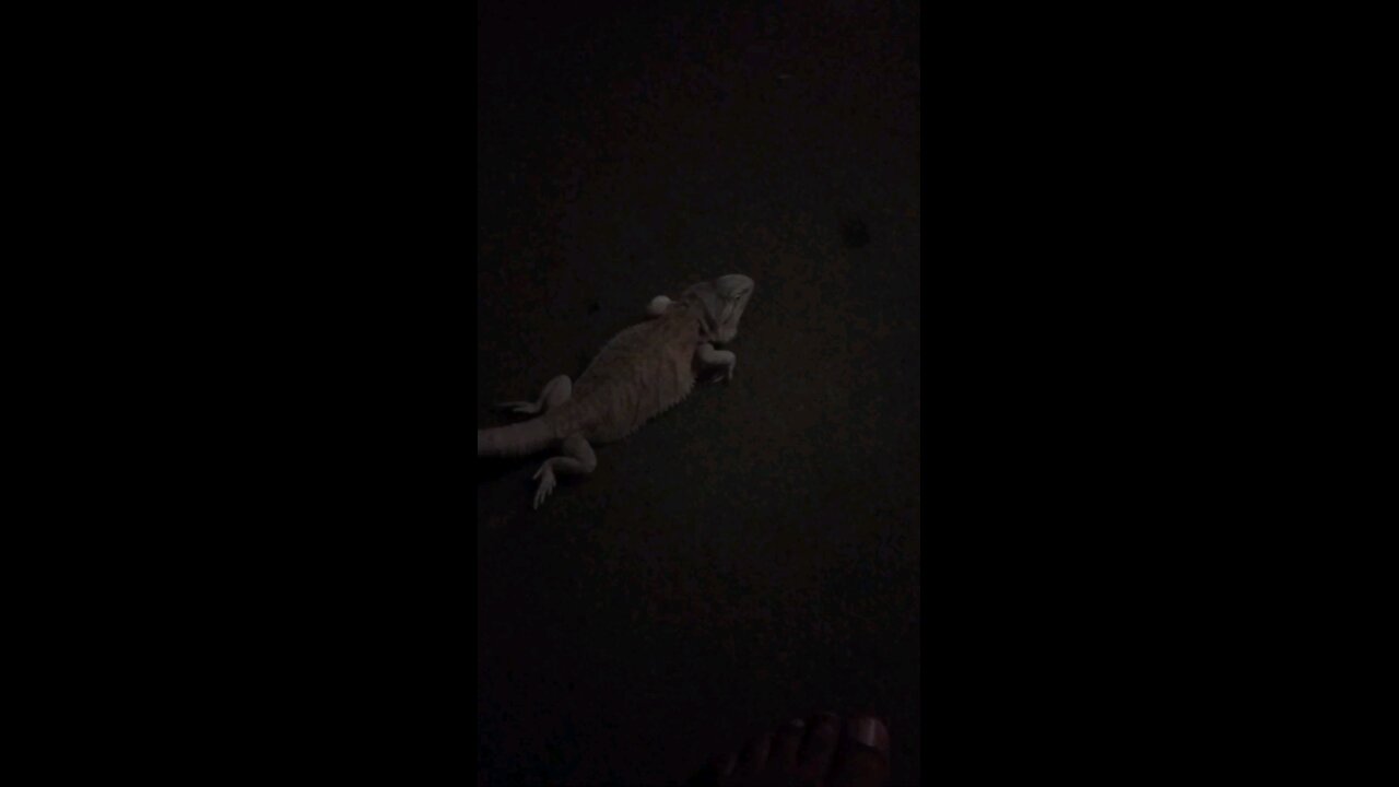 Lounge Dragon