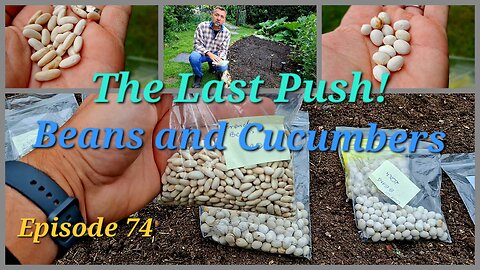 The last push. Beans and Cucumbers/Gherkins!