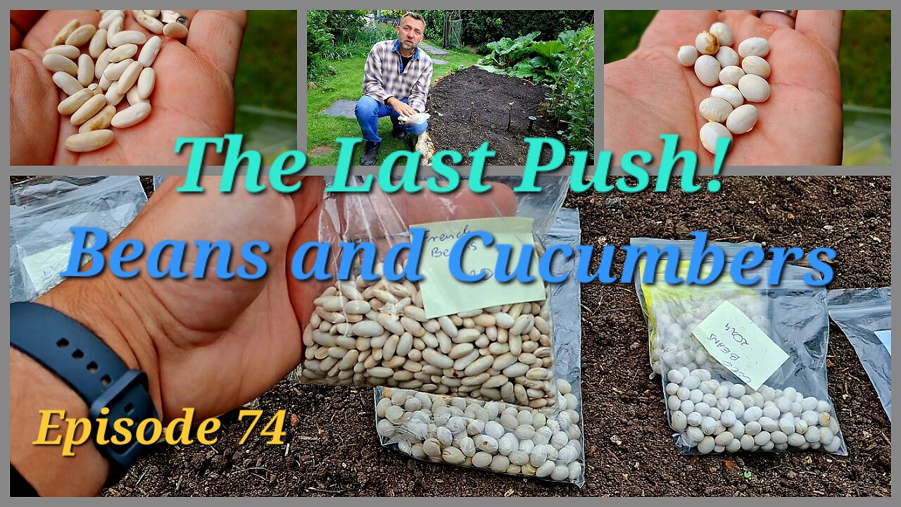 The last push. Beans and Cucumbers/Gherkins!